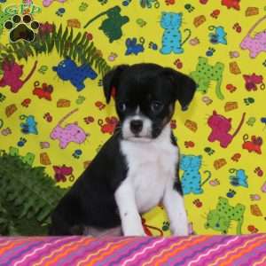 Washington, Boston Terrier Mix Puppy